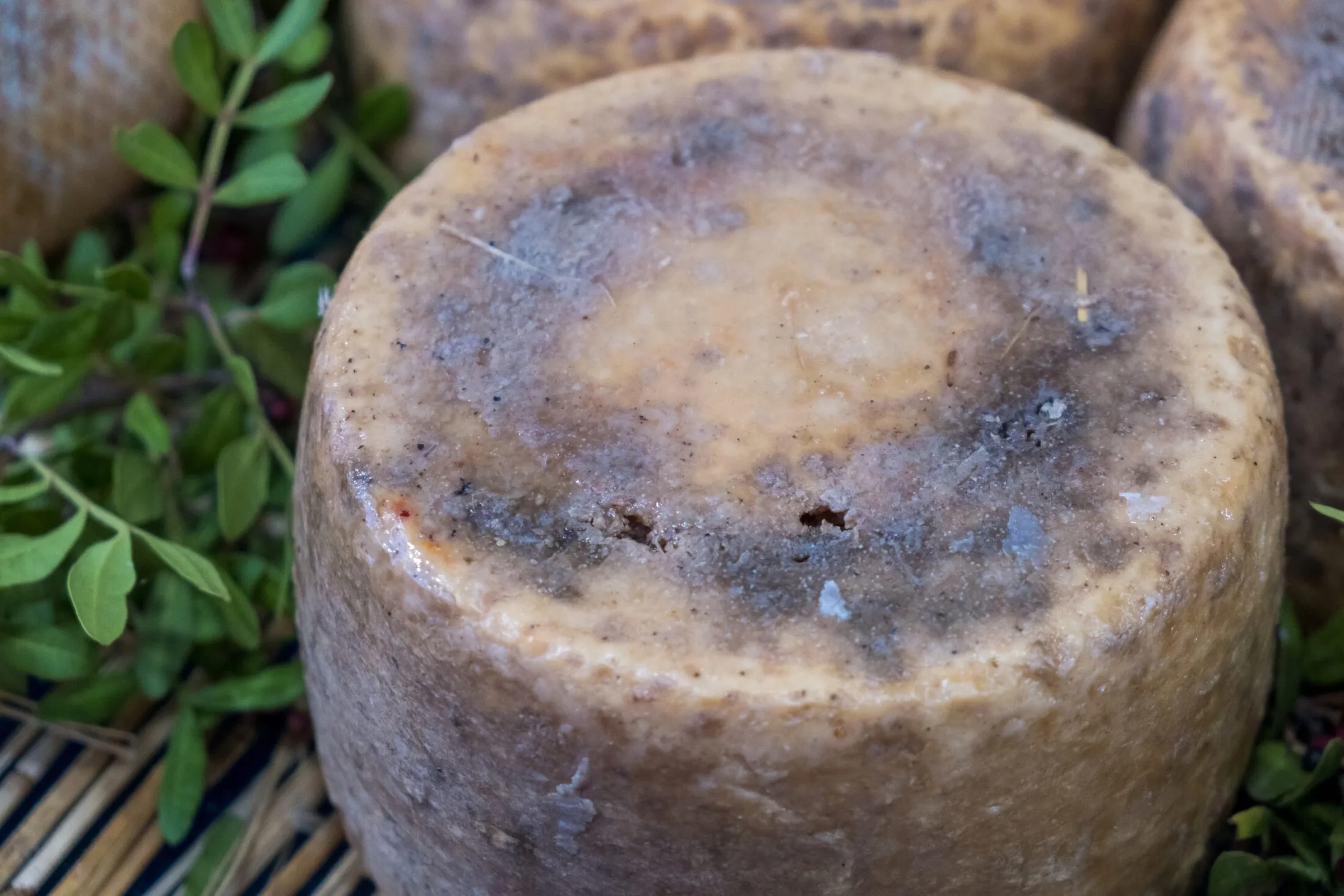 casu-marzu-sajt