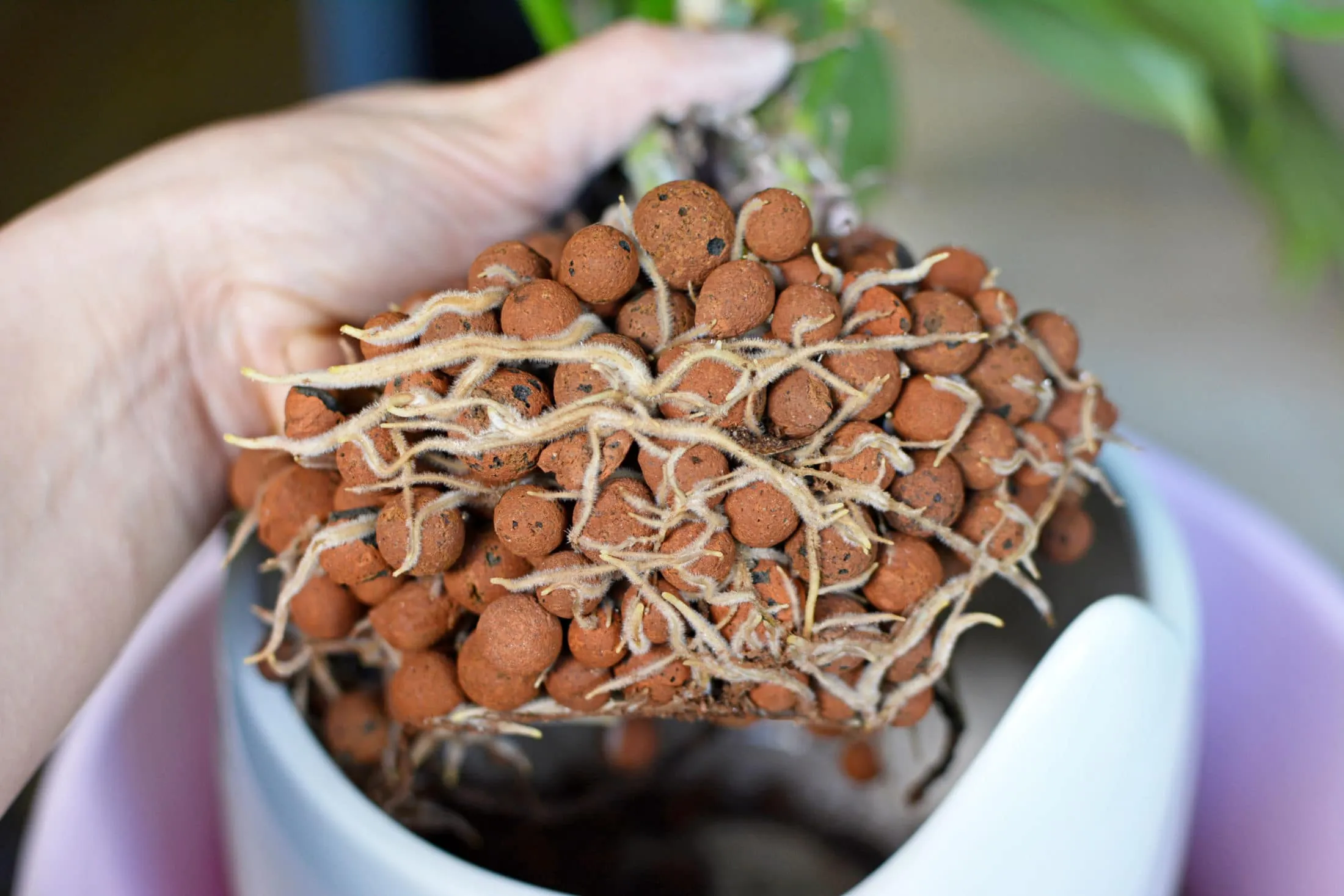 balkonkertészkedés
