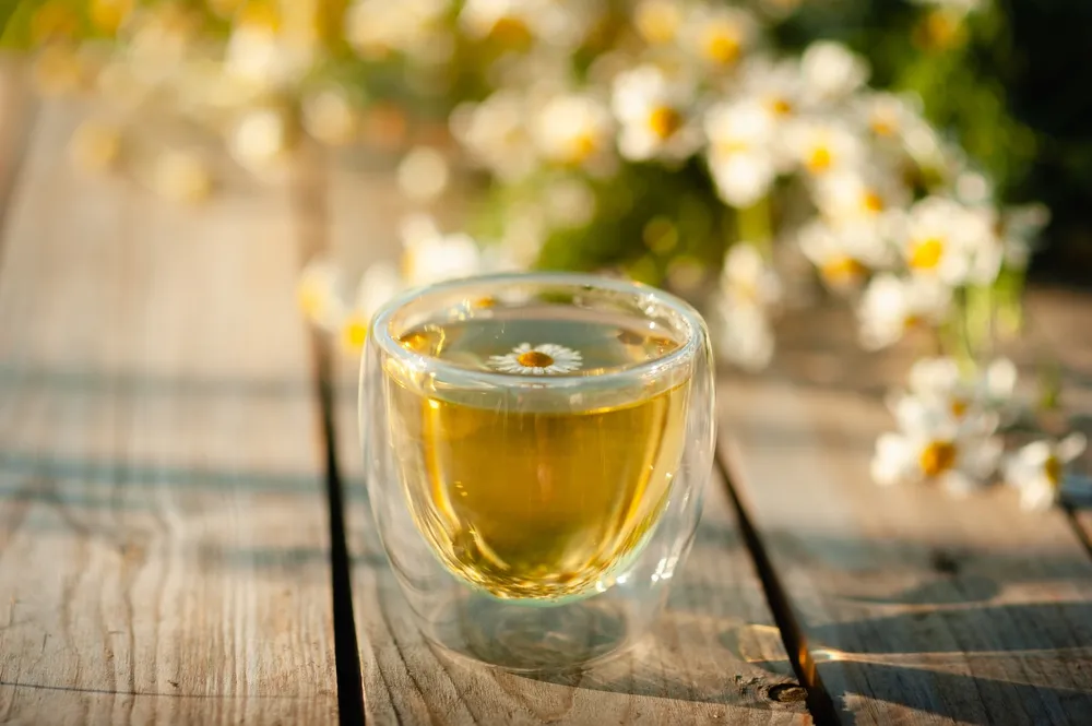 kamillatea-shutterstock