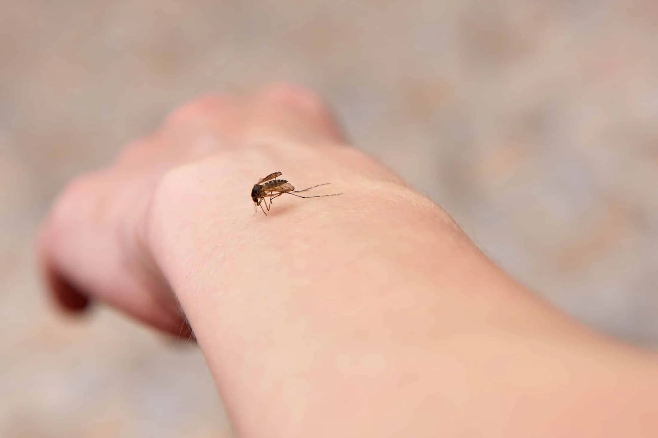 szunyogcsipes-kez
